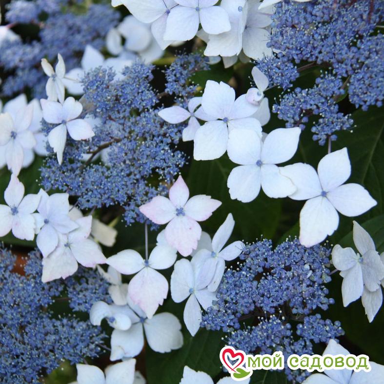 Гортензия крупнолистовая Маризи Перфекта ЗКС