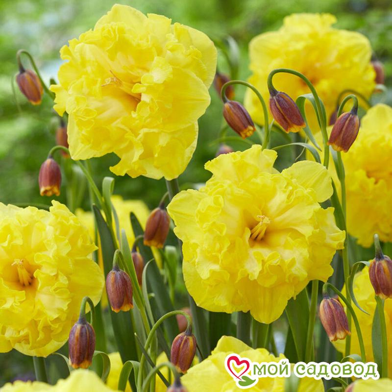 Нарцисс махровый Флайер