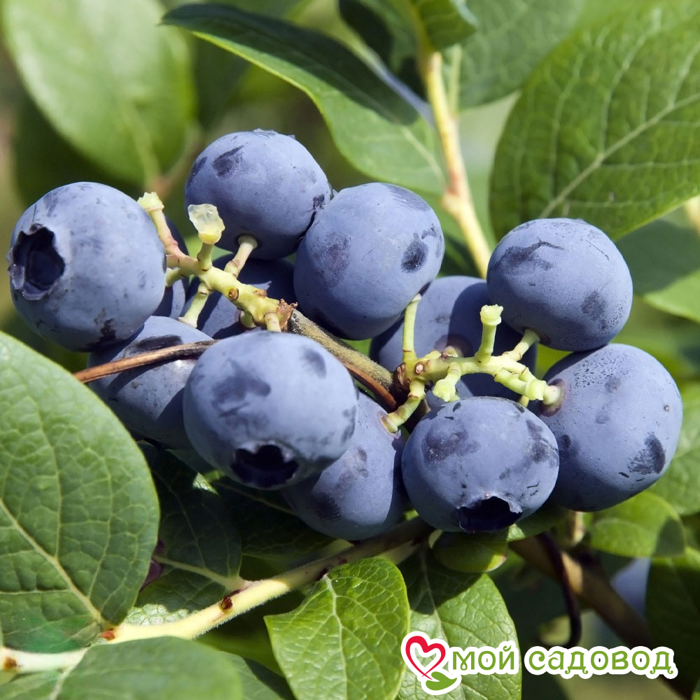 Высокорослая голубика "Блюкроп"