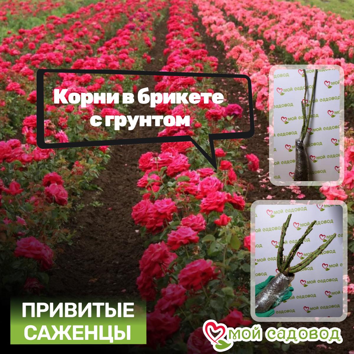 Роза Нельсон Монфор