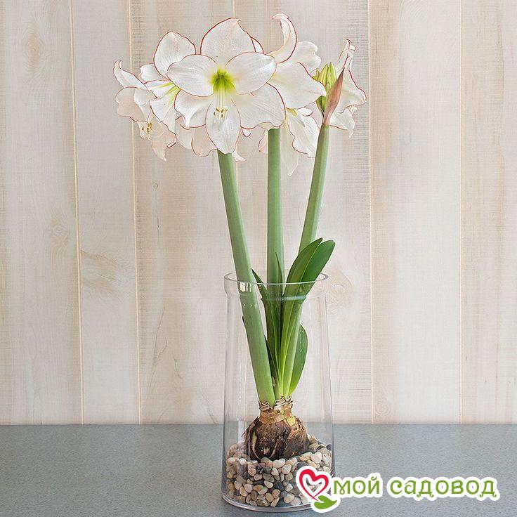 АМАРИЛЛИС ПИКОТИ